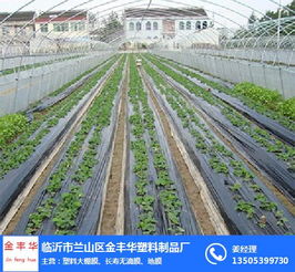 臨沭地膜價格一覽與農作物保溫效益分析 金豐華塑料制品廠案例