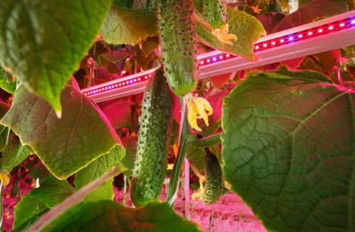 昕諾飛與俄羅斯Riat聯手 人工照明革命驅動植物工廠蔬菜種植新篇章