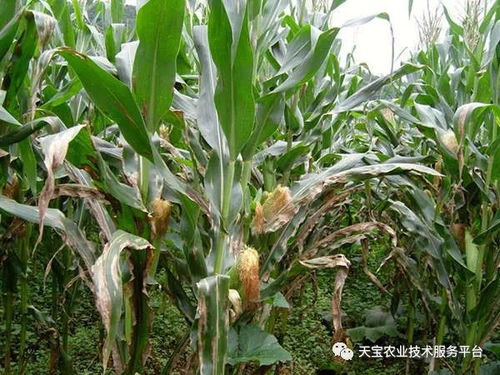 2018年農作物重大病蟲害預測報告發布 聚焦防蟲害、穩產量、保安全